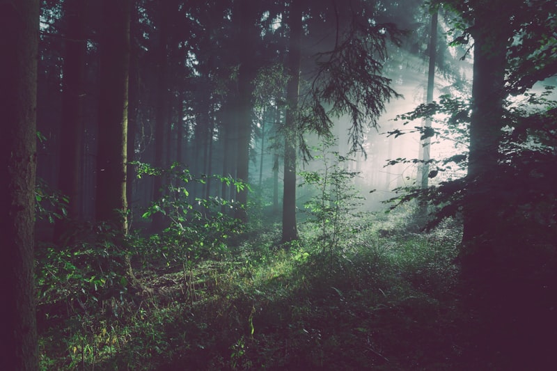 Protected Mediterranean forest in a rural Spanish region